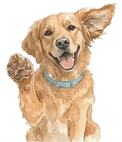 Illustration eines Golden Retriever